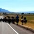 Wild West cattle drive on a two-lane highway in Wyoming.