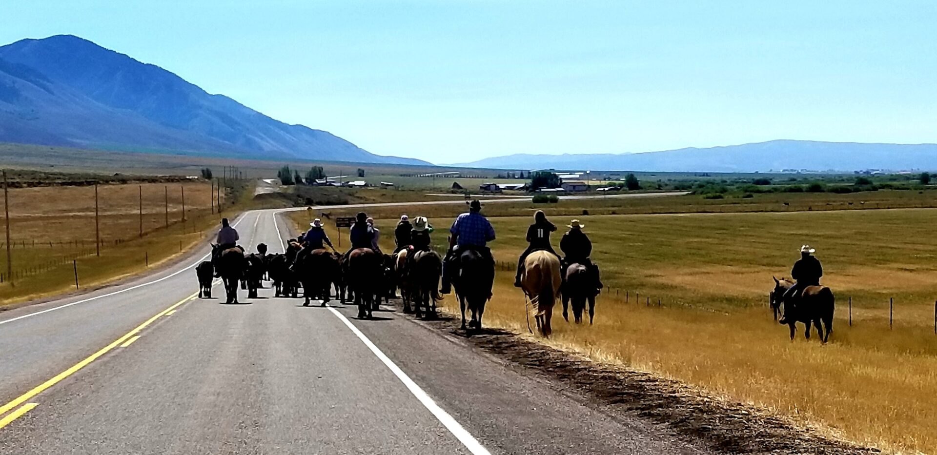 Wild West cattle drive on a two-lane highway in Wyoming.